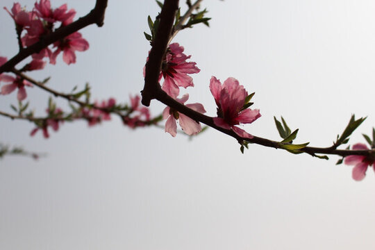 桃花