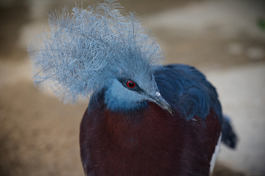 藍鳳冠鳩