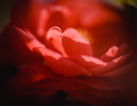 紅色花瓣
