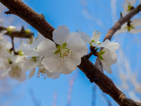 一枝桃花