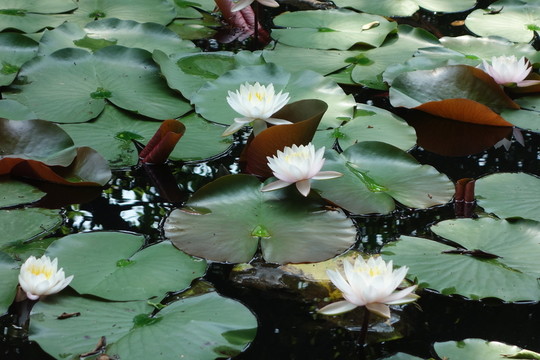 蓮花