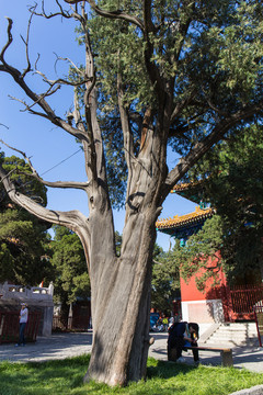 古樹