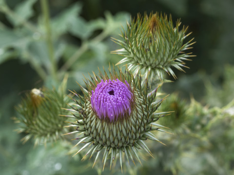 刺兒菜