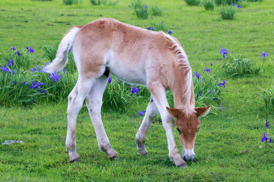 馬駒兒