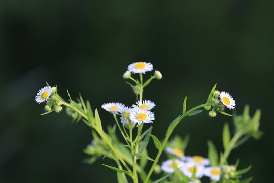 小花