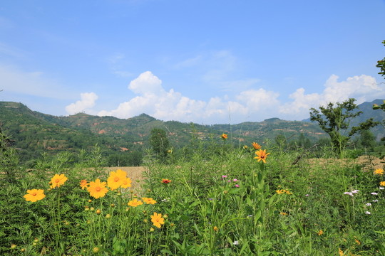 田野風(fēng)光