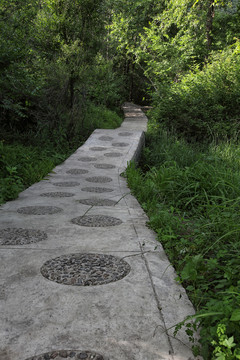 林蔭路