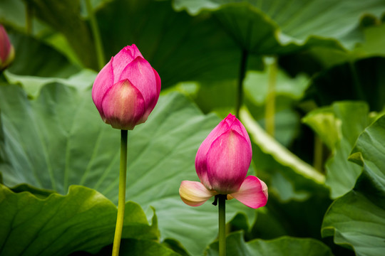 荷花
