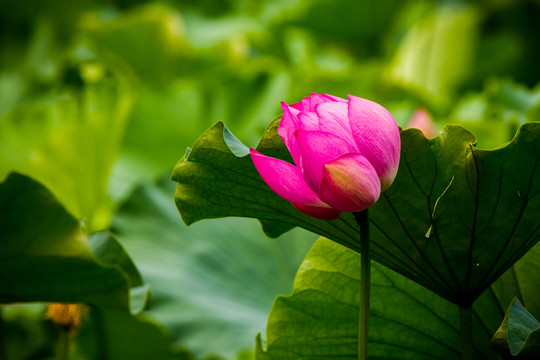 荷花