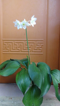 花兒