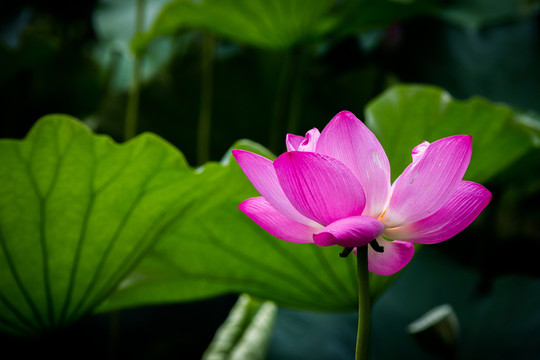 荷花