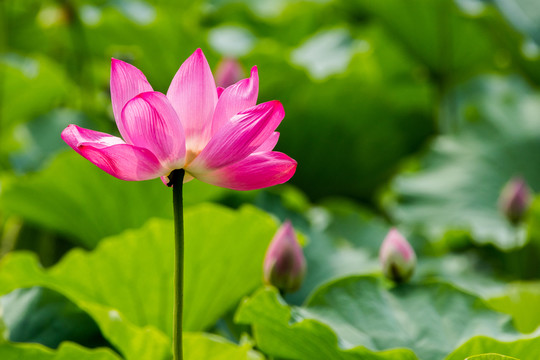 荷花