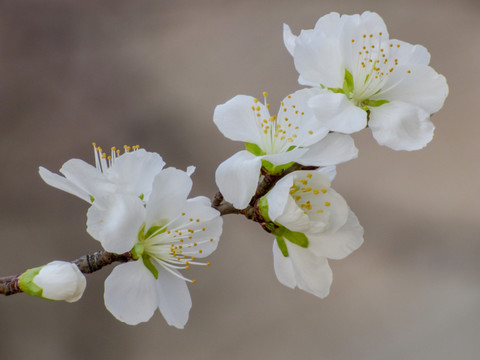 一枝桃花