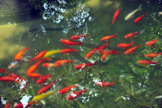 魚(yú)池  金魚(yú)  魚(yú)塘