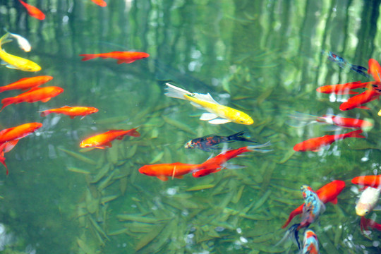 魚(yú)池  魚(yú)塘