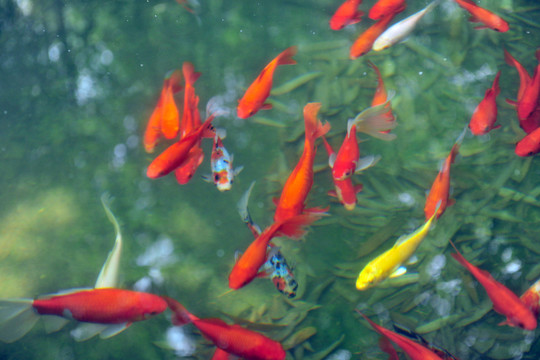 魚塘  魚池