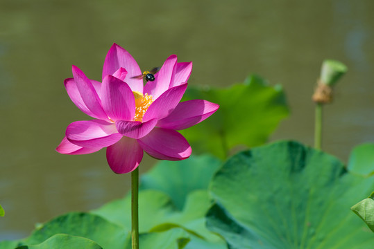 蓮花