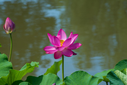 荷花