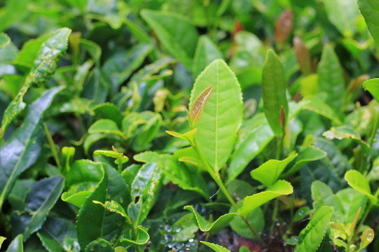 茶 茶葉 茶園