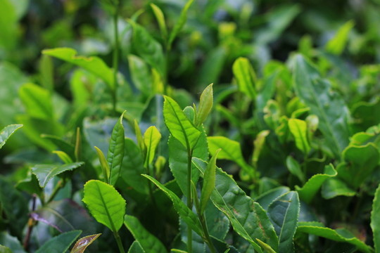 茶葉 茶園
