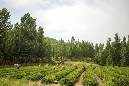茶葉 茶園