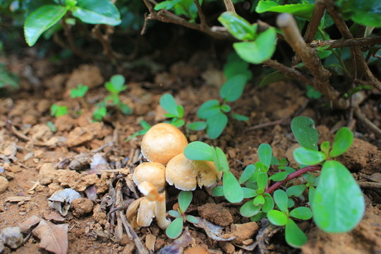 蘑菇