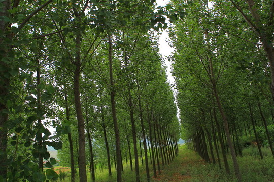 楊樹(shù)