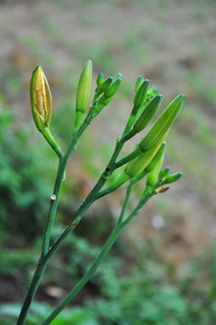 黃花菜