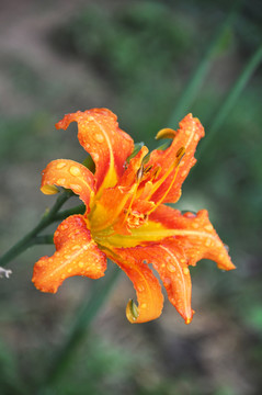 黃花菜 橙色