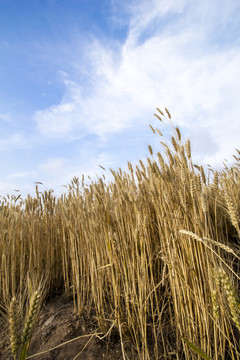 小麥 麥田