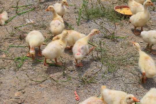 小鵝