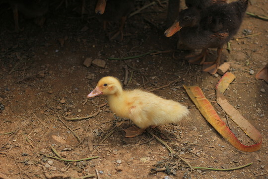 小鵝
