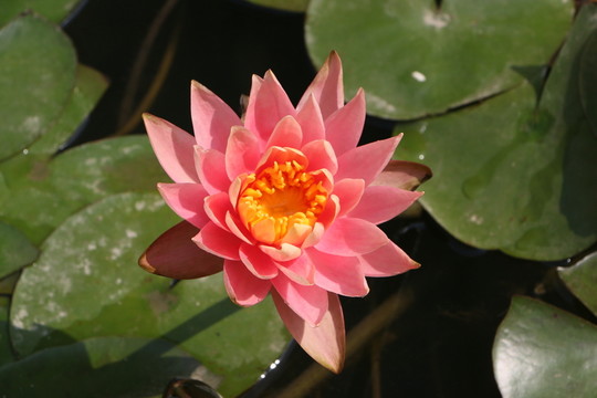 荷花