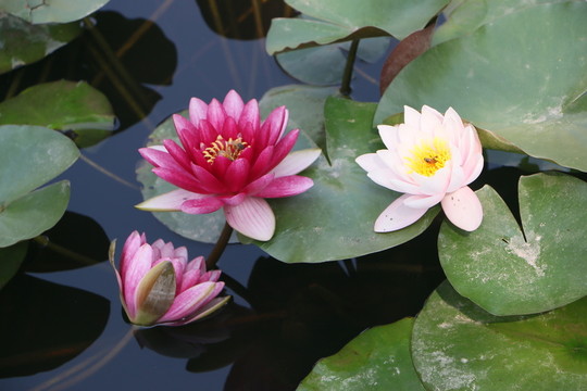 荷花