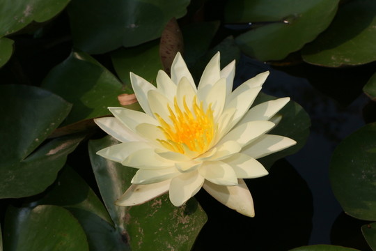 荷花
