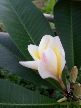 雞蛋花