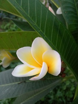 雞蛋花