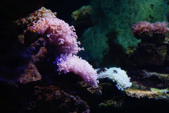 珊瑚生物礁