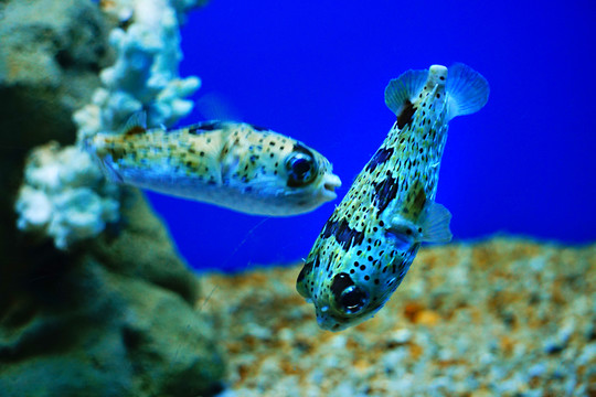 海底觀賞魚(yú)
