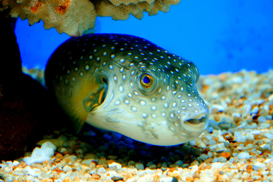 狗頭魚(yú)