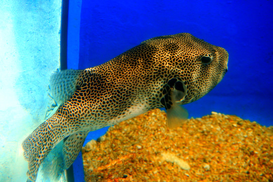 海洋狗頭魚(yú)