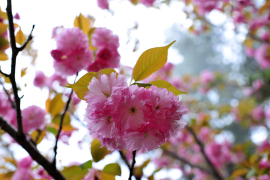 櫻花樹  櫻花園