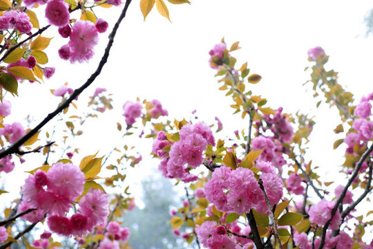 櫻花 櫻花園 賞櫻花