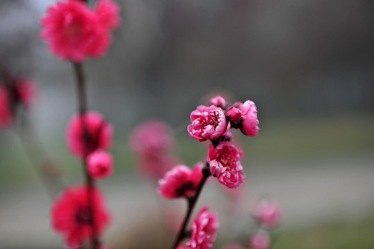 桃花