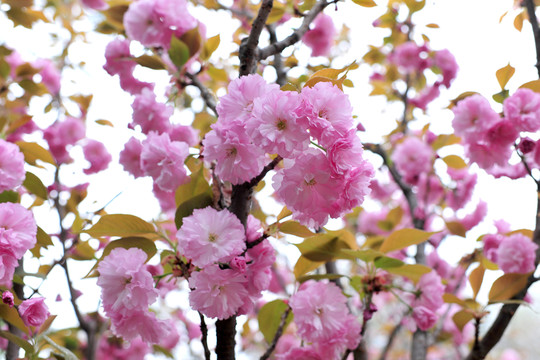 櫻花 櫻花園