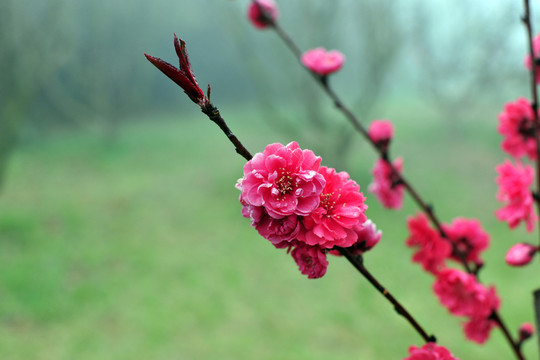 梅花