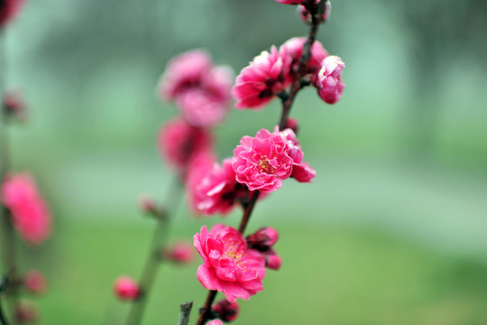 梅花