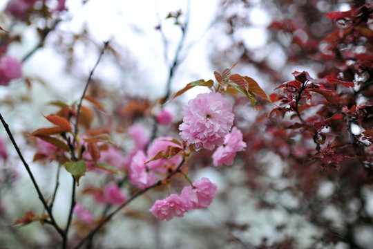 櫻花園  櫻花
