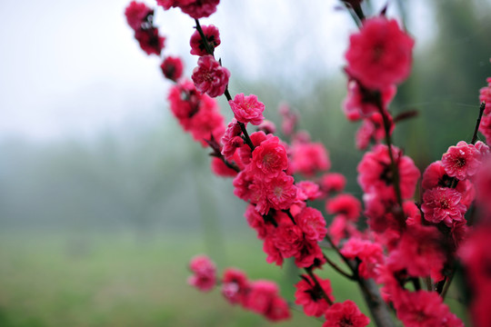 紅葉碧桃  桃花