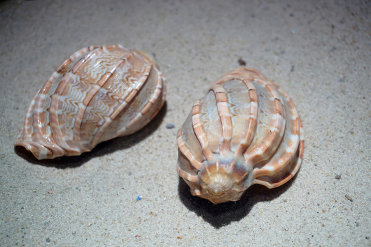 海螺貝殼圖片